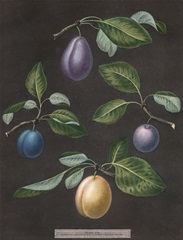 Brookshaw Plums