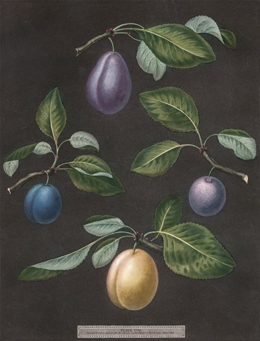 Brookshaw Plums