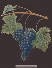 Brookshaw Purple Grapes