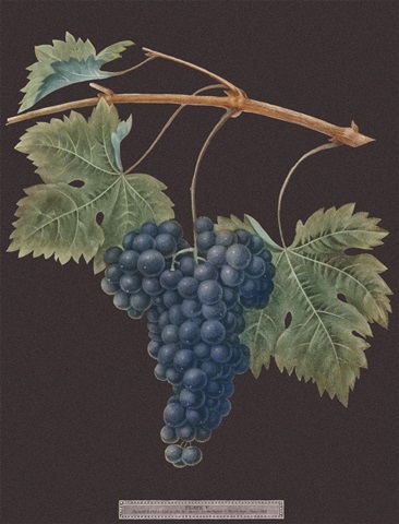 Brookshaw Purple Grapes
