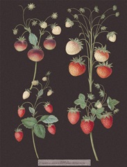 Brookshaw Strawberries