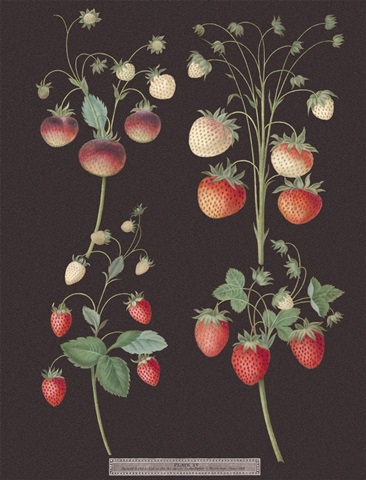 Brookshaw Strawberries