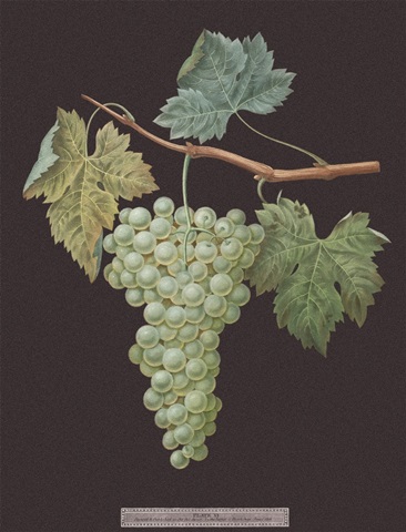 Brookshaw White Grapes