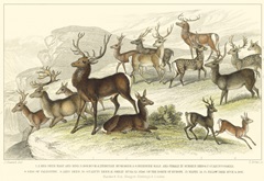 Deer Varieties