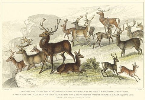 Deer Varieties