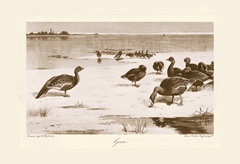 Geese