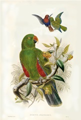 Gould Parrots I