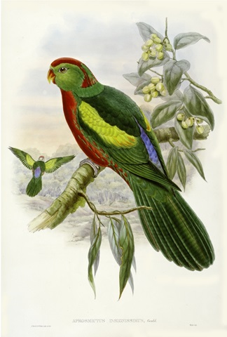 Gould Parrots II