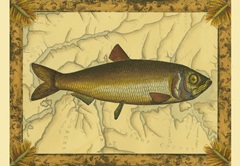 Herring on Map