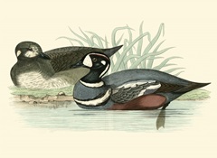Morris Ducks IV
