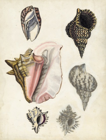 Seashore Field Notes III