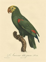 Small Barraband Parrot PL 86