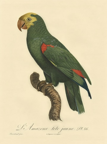 Small Barraband Parrot PL 86