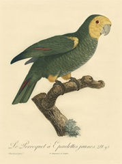 Small Barraband Parrot PL 98
