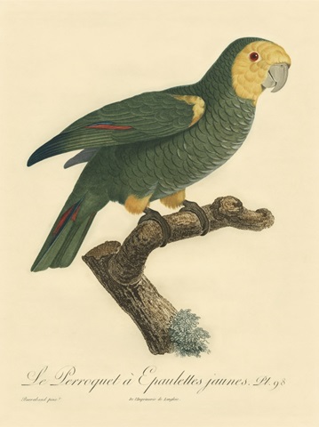 Small Barraband Parrot PL 98