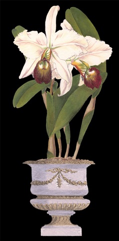 Small Orchids in Silver II