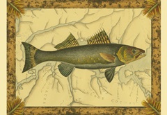 Walleye on Map