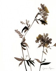 Watermark Wildflowers II