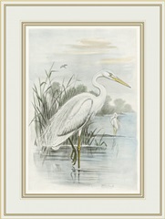 White Heron