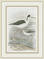 Winged Stilt