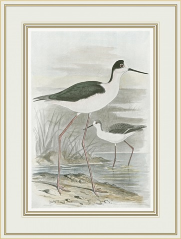 Winged Stilt