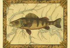 Yellow Perch on Map