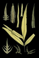 Ferns on Black I