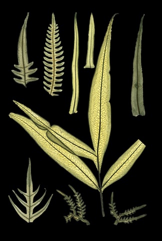Ferns on Black I
