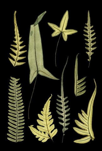 Ferns on Black IV