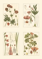 Miniature Botanicals II