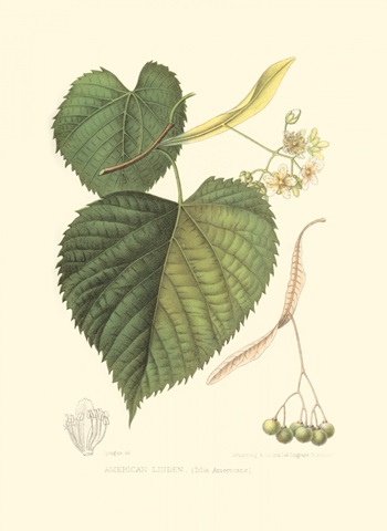 American Linden