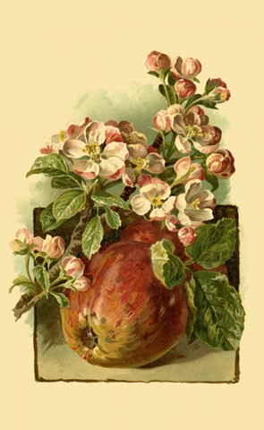 Apple Blossom