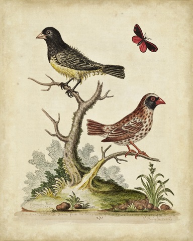 Edwards Bird Pairs I