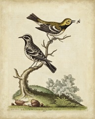 Edwards Bird Pairs VIII
