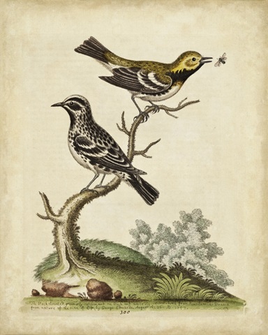 Edwards Bird Pairs VIII