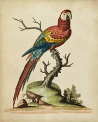 Edwards Parrots I