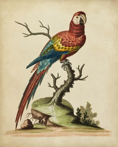 Edwards Parrots I
