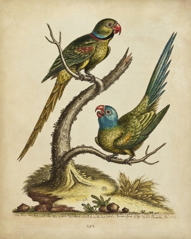 Edwards Parrots V