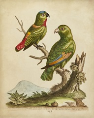 Edwards Parrots VI