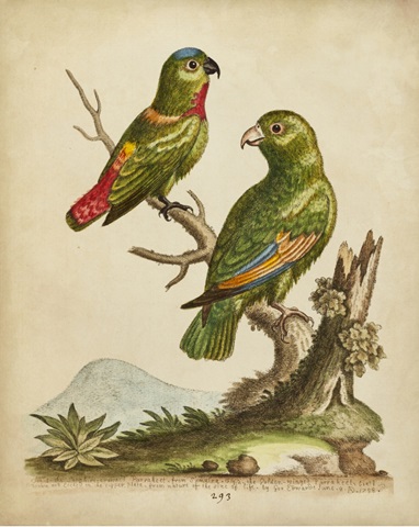 Edwards Parrots VI
