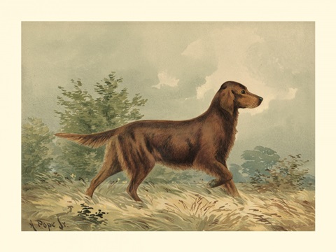 Irish Setter I