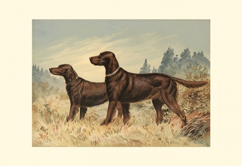 Irish Setter II