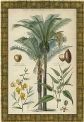 Palm Plate 29 (IP)