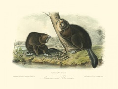 American Beaver
