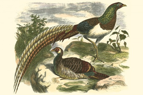 Amherst Pheasant