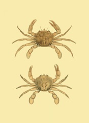 Antique Crab III