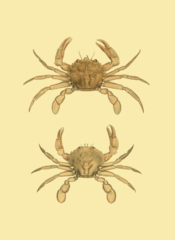 Antique Crab III