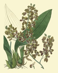 Antique Orchid Study III