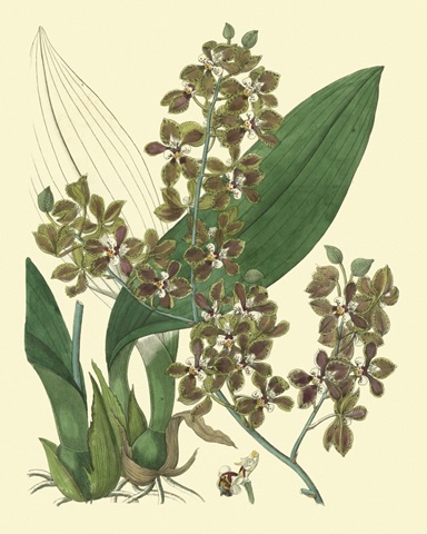 Antique Orchid Study III