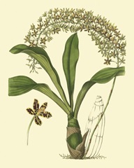 Antique Orchid Study IV